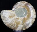 Ammonite Fossil (Half) - Million Years #37266-1